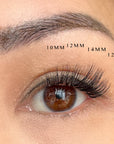 close up lash map of lash clusters on asian woman with almond eyes.