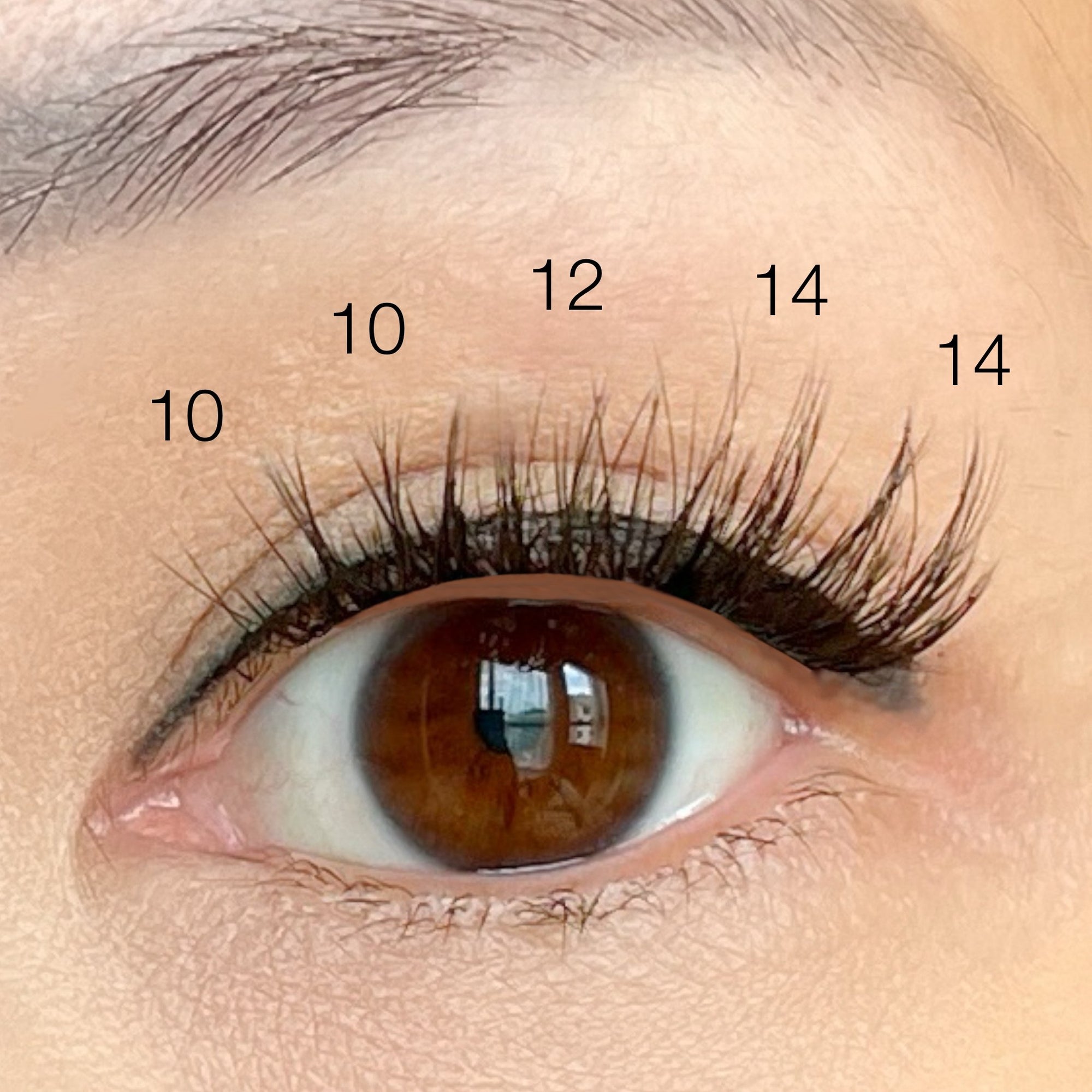 eye with 10mm, 12mm, and 14mm natural lash clusters